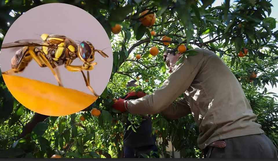España| Nueva alerta en los cítricos de Castellón: la mosca oriental de la fruta  pone en jaque al sector
