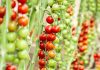 España Yuksel Seeds lanza Minizano y Tiziano, dos nuevas variedades de tomate tipo cherry con resistencia intermedia al virus del rugoso (ToBRFV). Minizano y Tiziano