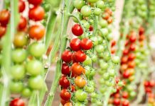 España Yuksel Seeds lanza Minizano y Tiziano, dos nuevas variedades de tomate tipo cherry con resistencia intermedia al virus del rugoso (ToBRFV). Minizano y Tiziano