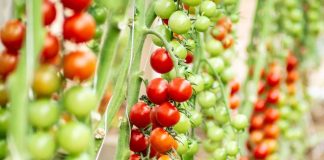 España Yuksel Seeds lanza Minizano y Tiziano, dos nuevas variedades de tomate tipo cherry con resistencia intermedia al virus del rugoso (ToBRFV). Minizano y Tiziano