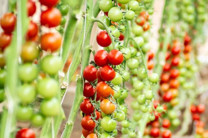España Yuksel Seeds lanza Minizano y Tiziano, dos nuevas variedades de tomate tipo cherry con resistencia intermedia al virus del rugoso (ToBRFV). Minizano y Tiziano España Yuksel Seeds lanza Minizano y Tiziano, dos nuevas variedades de tomate tipo cherry con resistencia intermedia al virus del rugoso (ToBRFV). Minizano y Tiziano