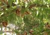 España batirá su récord y producirá 146.000 toneladas de almendra