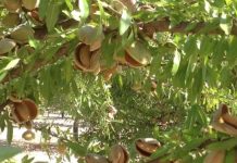 España batirá su récord y producirá 146.000 toneladas de almendra