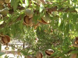 España batirá su récord y producirá 146.000 toneladas de almendra