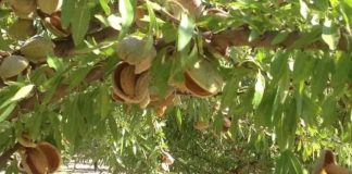 España batirá su récord y producirá 146.000 toneladas de almendra