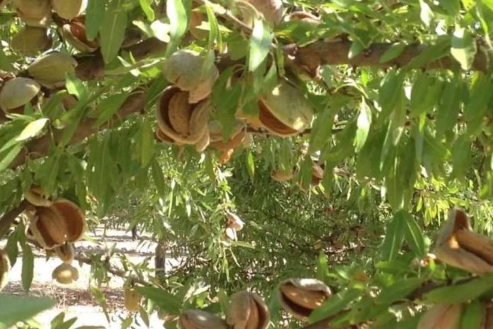España batirá su récord y producirá 146.000 toneladas de almendra