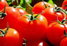 Exportadores de tomate ariqueño preparan misión comercial a Argentina Exportadores de tomate ariqueño preparan misión comercial a Argentina (1)