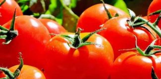 Exportadores de tomate ariqueño preparan misión comercial a Argentina (1)