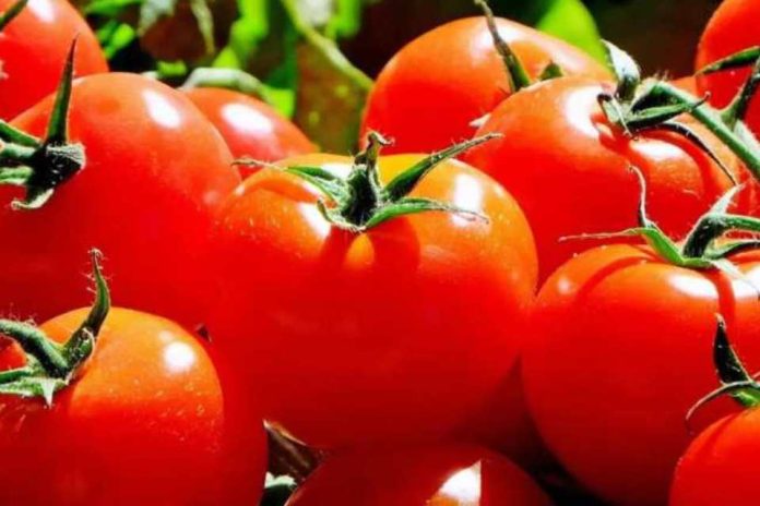 Exportadores de tomate ariqueño preparan misión comercial a Argentina (1) Exportadores de tomate ariqueño preparan misión comercial a Argentina (1)