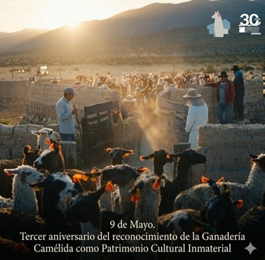 Ganadería camélida altoandina, patrimonio cultural inmaterial: Entre el reconocimiento y la revitalización andina Ganadería camélida altoandina, patrimonio cultural inmaterial: Entre el reconocimiento y la revitalización andina