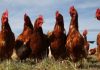 Argentina I Evalúan tecnología para incrementar la producción de huevos en invierno