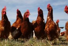 Argentina I Evalúan tecnología para incrementar la producción de huevos en invierno