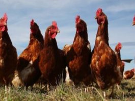 Argentina I Evalúan tecnología para incrementar la producción de huevos en invierno Argentina I Evalúan tecnología para incrementar la producción de huevos en invierno