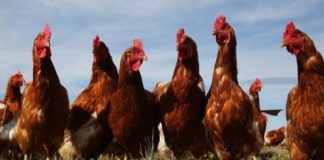 Argentina I Evalúan tecnología para incrementar la producción de huevos en invierno