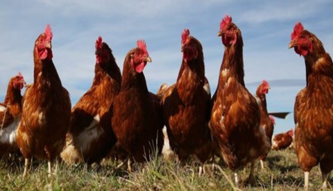 Gallinas-1 Argentina I Evalúan tecnología para incrementar la producción de huevos en invierno