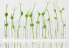 Giberelinas: la hormona vegetal que impulsa rindes y revoluciona bioestimulantes Giberelinas: la hormona vegetal que impulsa rindes y revoluciona bioestimulantes