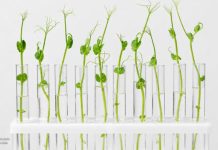 Giberelinas: la hormona vegetal que impulsa rindes y revoluciona bioestimulantes Giberelinas: la hormona vegetal que impulsa rindes y revoluciona bioestimulantes