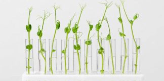 Giberelinas: la hormona vegetal que impulsa rindes y revoluciona bioestimulantes Giberelinas: la hormona vegetal que impulsa rindes y revoluciona bioestimulantes
