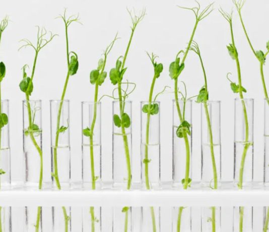 Giberelinas: la hormona vegetal que impulsa rindes y revoluciona bioestimulantes Giberelinas: la hormona vegetal que impulsa rindes y revoluciona bioestimulantes