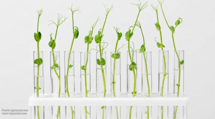 Giberelinas: la hormona vegetal que impulsa rindes y revoluciona bioestimulantes Giberelinas: la hormona vegetal que impulsa rindes y revoluciona bioestimulantes