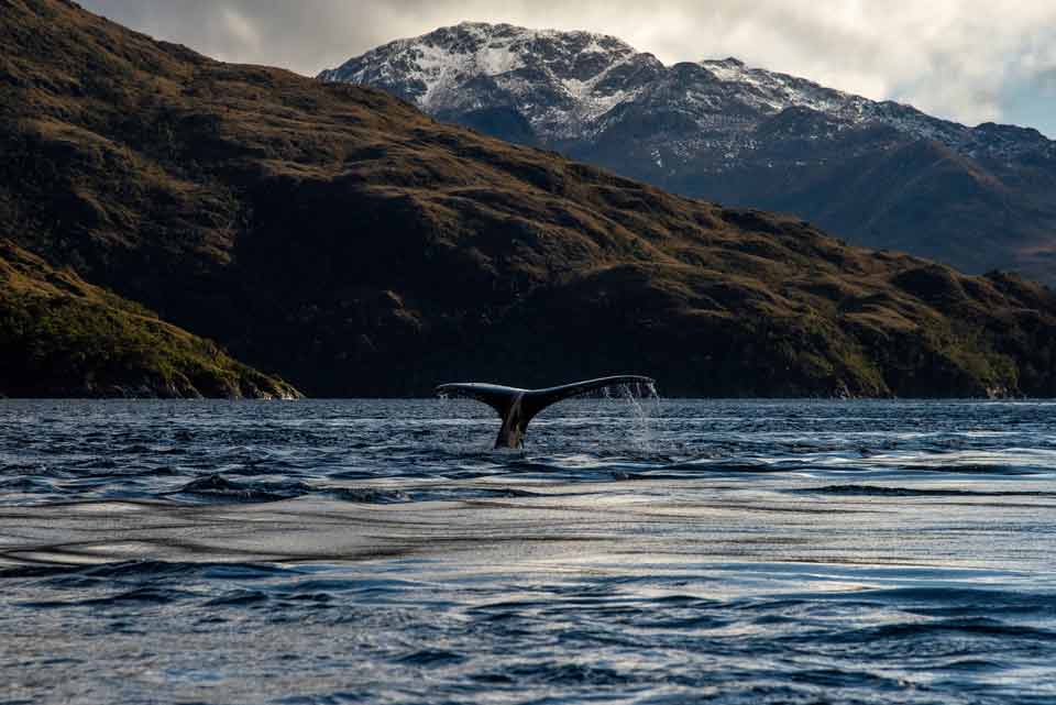 Greenpeace alerta: “En vez de avanzar en herramientas de protección de la biodiversidad, nuestro país está retrocediendo”