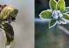 Hungría: Heladas golpean severamente los huertos de carozos y pomáceas del país, se anticipa fuertes pérdidas de cosecha en 2026