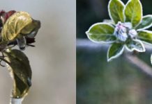Hungría: Heladas golpean severamente los huertos de carozos y pomáceas del país, se anticipa fuertes pérdidas de cosecha en 2026