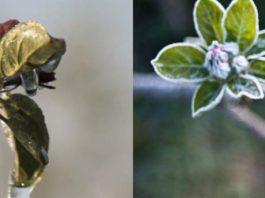 Hungría: Heladas golpean severamente los huertos de carozos y pomáceas del país, se anticipa fuertes pérdidas de cosecha en 2026
