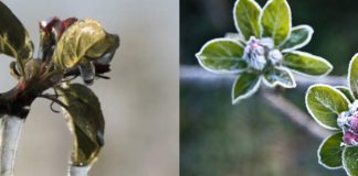 Hungría: Heladas golpean severamente los huertos de carozos y pomáceas del país, se anticipa fuertes pérdidas de cosecha en 2026