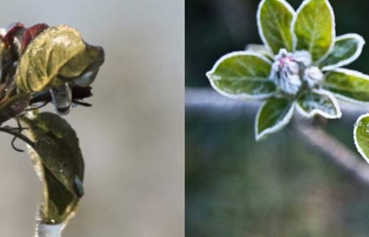 Hungría: Heladas golpean severamente los huertos de carozos y pomáceas del país, se anticipa fuertes pérdidas de cosecha en 2026