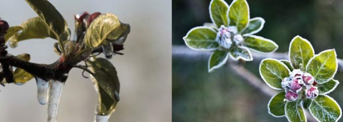 Hungría: Heladas golpean severamente los huertos de carozos y pomáceas del país, se anticipa fuertes pérdidas de cosecha en 2026