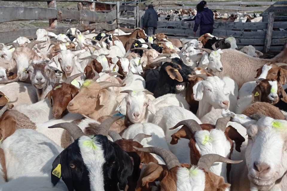 INDAP Aysén pone a disposición de sus usuarios instrumentos financieros y de fomento para enfrentar el invierno