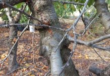 INIA abordará enfermedades de la madera en frutales de carozo e innovador sistema de detección en O’Higgins