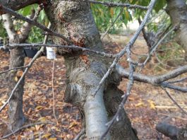INIA abordará enfermedades de la madera en frutales de carozo e innovador sistema de detección en O’Higgins