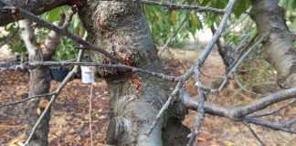 INIA abordará enfermedades de la madera en frutales de carozo e innovador sistema de detección en O’Higgins
