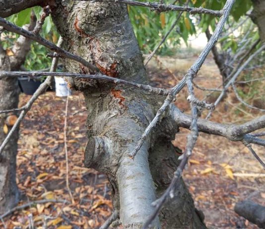 INIA abordará enfermedades de la madera en frutales de carozo e innovador sistema de detección en O’Higgins