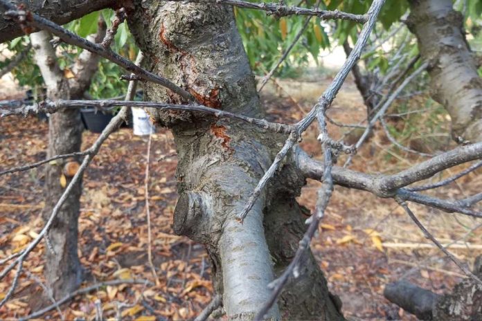 INIA abordará enfermedades de la madera en frutales de carozo e innovador sistema de detección en O’Higgins