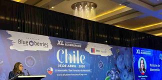 INIA advierte nueva etapa para la industria del arándano