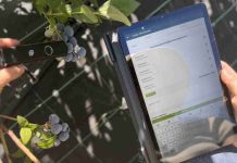 INIA desarrolla innovador “Reporte Digital” para optimizar la calidad y exportación de arándanos chilenos