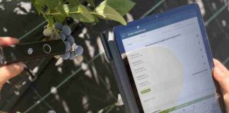 INIA desarrolla innovador “Reporte Digital” para optimizar la calidad y exportación de arándanos chilenos INIA desarrolla innovador “Reporte Digital” para optimizar la calidad y exportación de arándanos chilenos