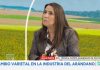Industria del arándano en Chile apuesta por el recambio varietal para conquistar al consumidor de «fruta premium»