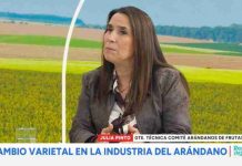 Industria del arándano en Chile apuesta por el recambio varietal para conquistar al consumidor de «fruta premium»