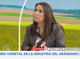 Industria del arándano en Chile apuesta por el recambio varietal para conquistar al consumidor de «fruta premium» Industria del arándano en Chile apuesta por el recambio varietal para conquistar al consumidor de «fruta premium»