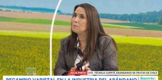 Industria del arándano en Chile apuesta por el recambio varietal para conquistar al consumidor de «fruta premium»