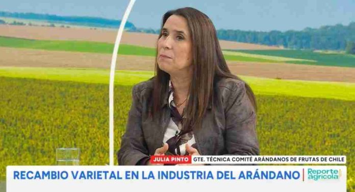 Industria del arándano en Chile apuesta por el recambio varietal para conquistar al consumidor de «fruta premium» Industria del arándano en Chile apuesta por el recambio varietal para conquistar al consumidor de «fruta premium»