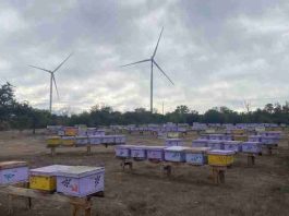 Innovación en Litueche: Statkraft Chile y apicultores locales unen energía eólica y apicultura 