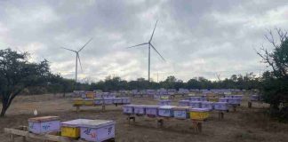 Innovación en Litueche: Statkraft Chile y apicultores locales unen energía eólica y apicultura 