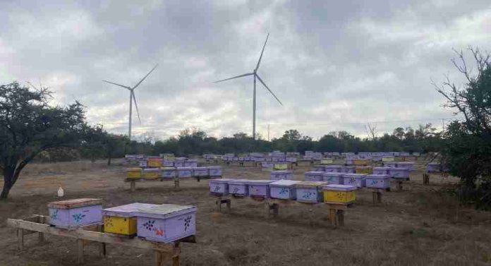 Innovación en Litueche Statkraft Chile y apicultores locales unen energía eólica y apicultura Innovación en Litueche: Statkraft Chile y apicultores locales unen energía eólica y apicultura