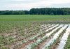 Investigación UCT permite anticipar riesgos agrícolas ante eventos climáticos extremos