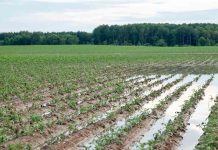Investigación UCT permite anticipar riesgos agrícolas ante eventos climáticos extremos